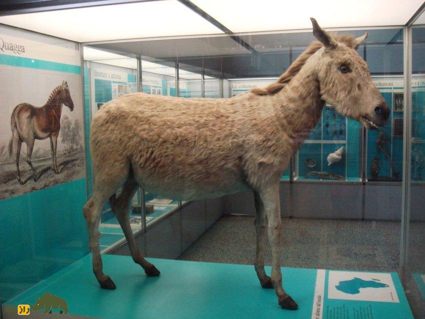 کوآگا: حیوان آفریقایی، نیمی گورخر و نیمی اسب که حدود یک قرن پیش به صورت دردناکی منقرض شد کوآگا