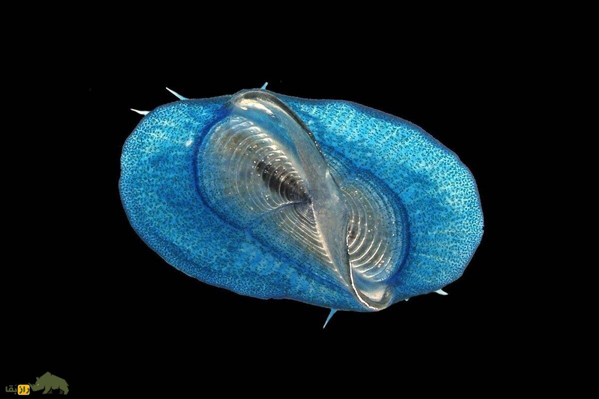 وللا؛ موجودی زنده و حیرتانگیز با بادبانی شفاف که با باد روی آبهای اقیانوس حرکت میکند