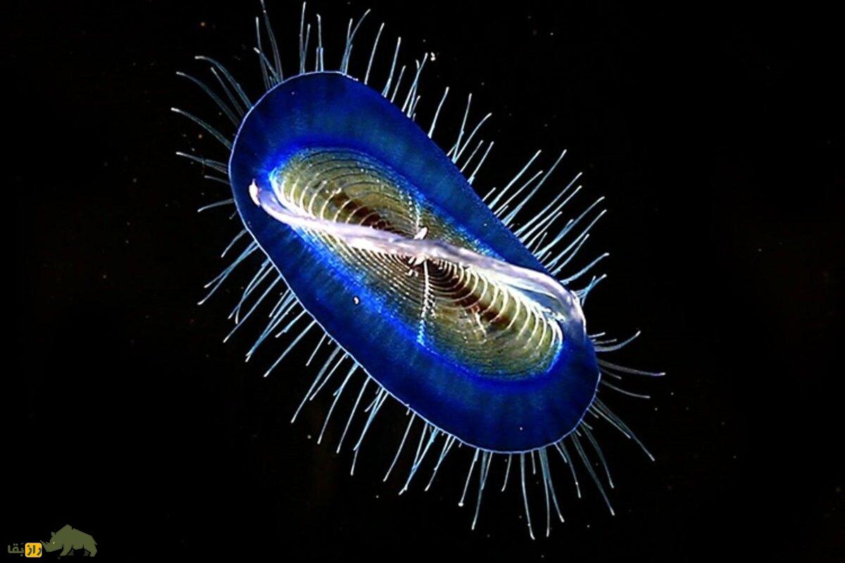 وللا چیست؟ راز دریانورد بادباندار اقیانوسها با ساختار خاص و نقش حیاتی در اکوسیستم دریایی وللا چیست؟ راز دریانورد بادباندار اقیانوسها با ساختار خاص و نقش حیاتی در اکوسیستم دریایی