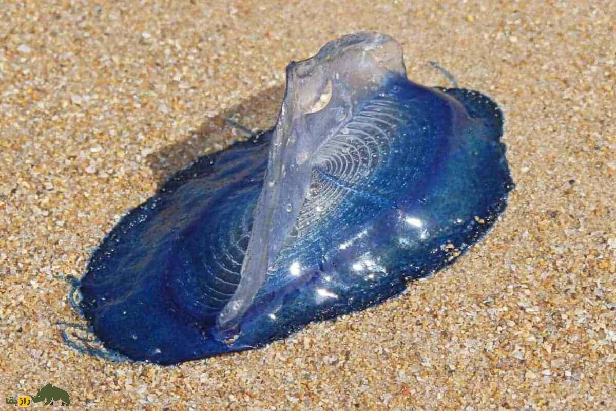 وللا چیست؟ راز دریانورد بادباندار اقیانوسها با ساختار خاص و نقش حیاتی در اکوسیستم دریایی وللا چیست؟ راز دریانورد بادباندار اقیانوسها با ساختار خاص و نقش حیاتی در اکوسیستم دریایی