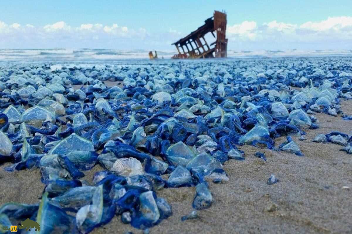 وللا چیست؟ راز دریانورد بادباندار اقیانوسها با ساختار خاص و نقش حیاتی در اکوسیستم دریایی وللا چیست؟ راز دریانورد بادباندار اقیانوسها با ساختار خاص و نقش حیاتی در اکوسیستم دریایی