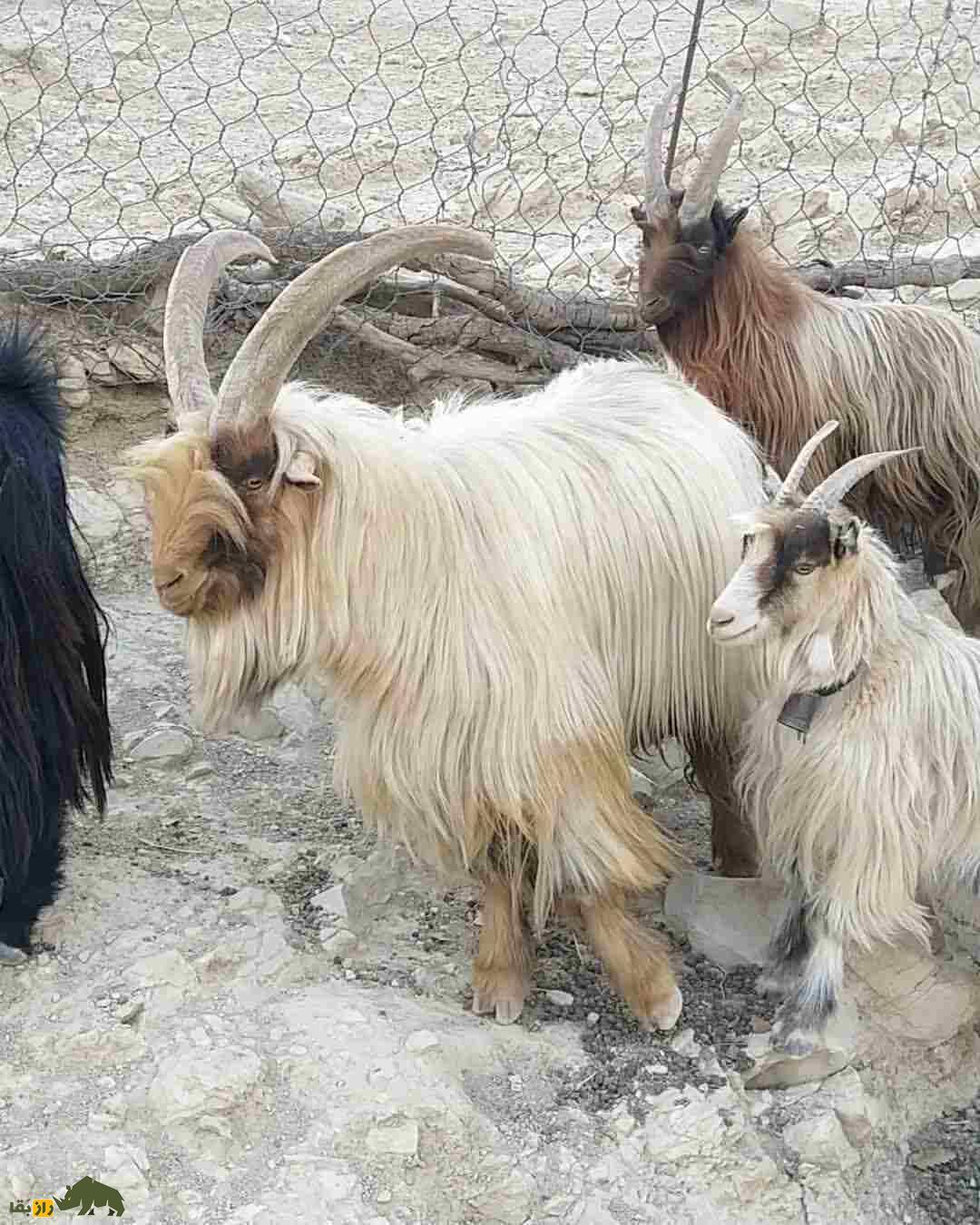 جفتگیری بز بختیاری با بز کوهی؛ راز افزایش شیر، ضریب زایش و ویژگیهای برتر گله در ایذه جفتگیری بز بختیاری با بز کوهی؛ راز افزایش شیر، ضریب زایش و ویژگیهای برتر گله در ایذه