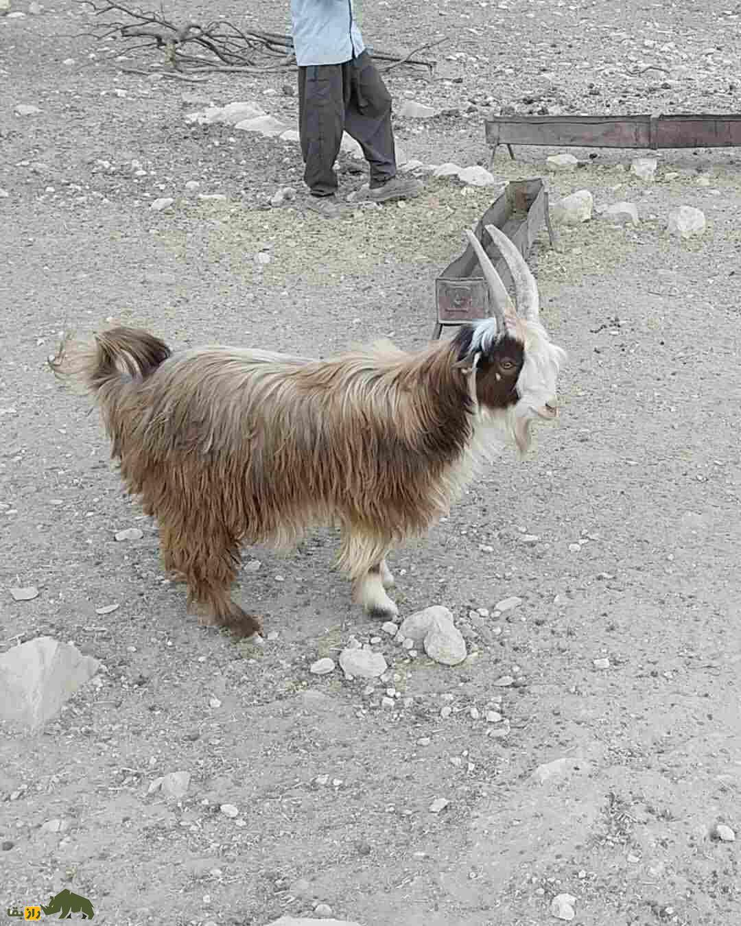 جفتگیری بز بختیاری با بز کوهی؛ راز افزایش شیر، ضریب زایش و ویژگیهای برتر گله در ایذه جفتگیری بز بختیاری با بز کوهی؛ راز افزایش شیر، ضریب زایش و ویژگیهای برتر گله در ایذه