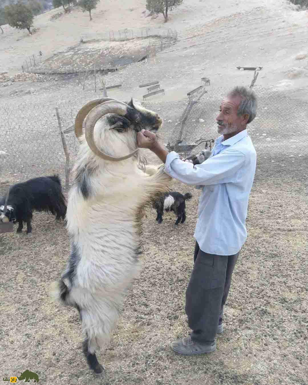 جفتگیری بز بختیاری با بز کوهی؛ راز افزایش شیر، ضریب زایش و ویژگیهای برتر گله در ایذه جفتگیری بز بختیاری با بز کوهی؛ راز افزایش شیر، ضریب زایش و ویژگیهای برتر گله در ایذه