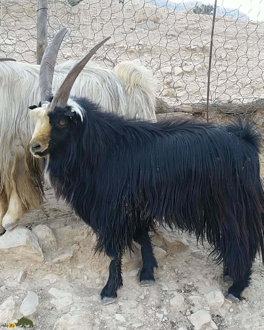 جفتگیری بز بختیاری با بز کوهی؛ راز افزایش شیر، ضریب زایش و ویژگیهای برتر گله در ایذه جفتگیری بز بختیاری با بز کوهی؛ راز افزایش شیر، ضریب زایش و ویژگیهای برتر گله در ایذه