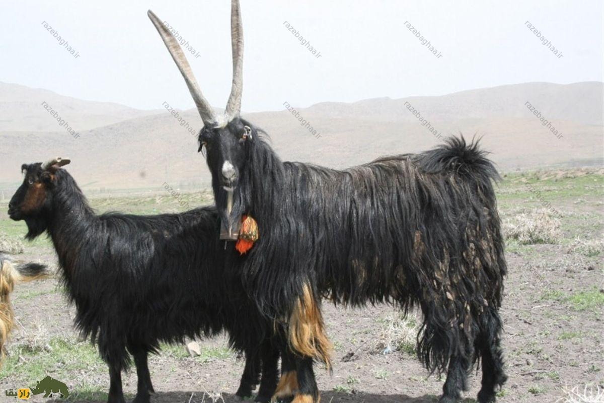 جفتگیری بز بختیاری با بز کوهی؛ راز افزایش شیر، ضریب زایش و ویژگیهای برتر گله در ایذه جفتگیری بز بختیاری با بز کوهی؛ راز افزایش شیر، ضریب زایش و ویژگیهای برتر گله در ایذه