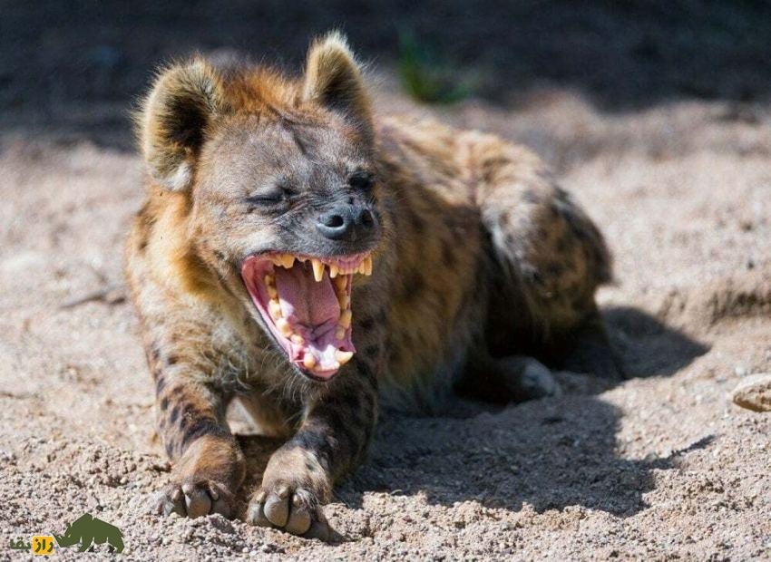 چرا کفتارها شبها به قبرستان میروند؟ آیا پای باورهای اسطورهای در میان است؟ کفتار