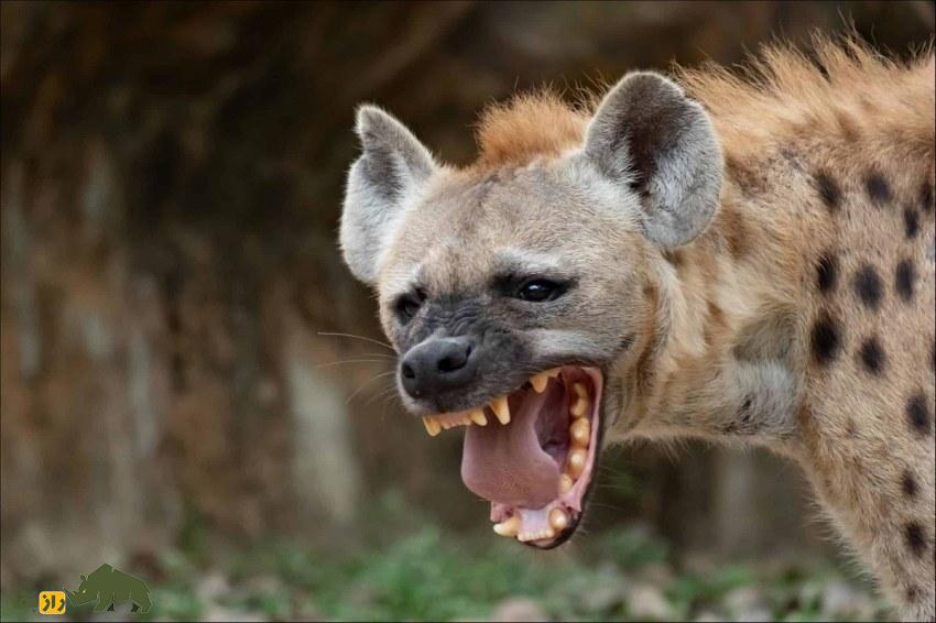 چرا کفتارها شبها به قبرستان میروند؟ آیا پای باورهای اسطورهای در میان است؟ کفتار