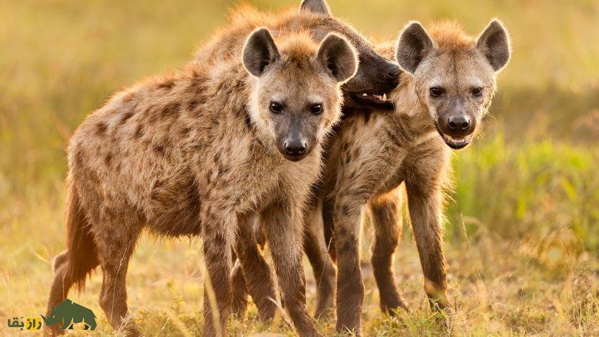چرا کفتارها شبها به قبرستان میروند؟ آیا پای باورهای اسطورهای در میان است؟ کفتارها