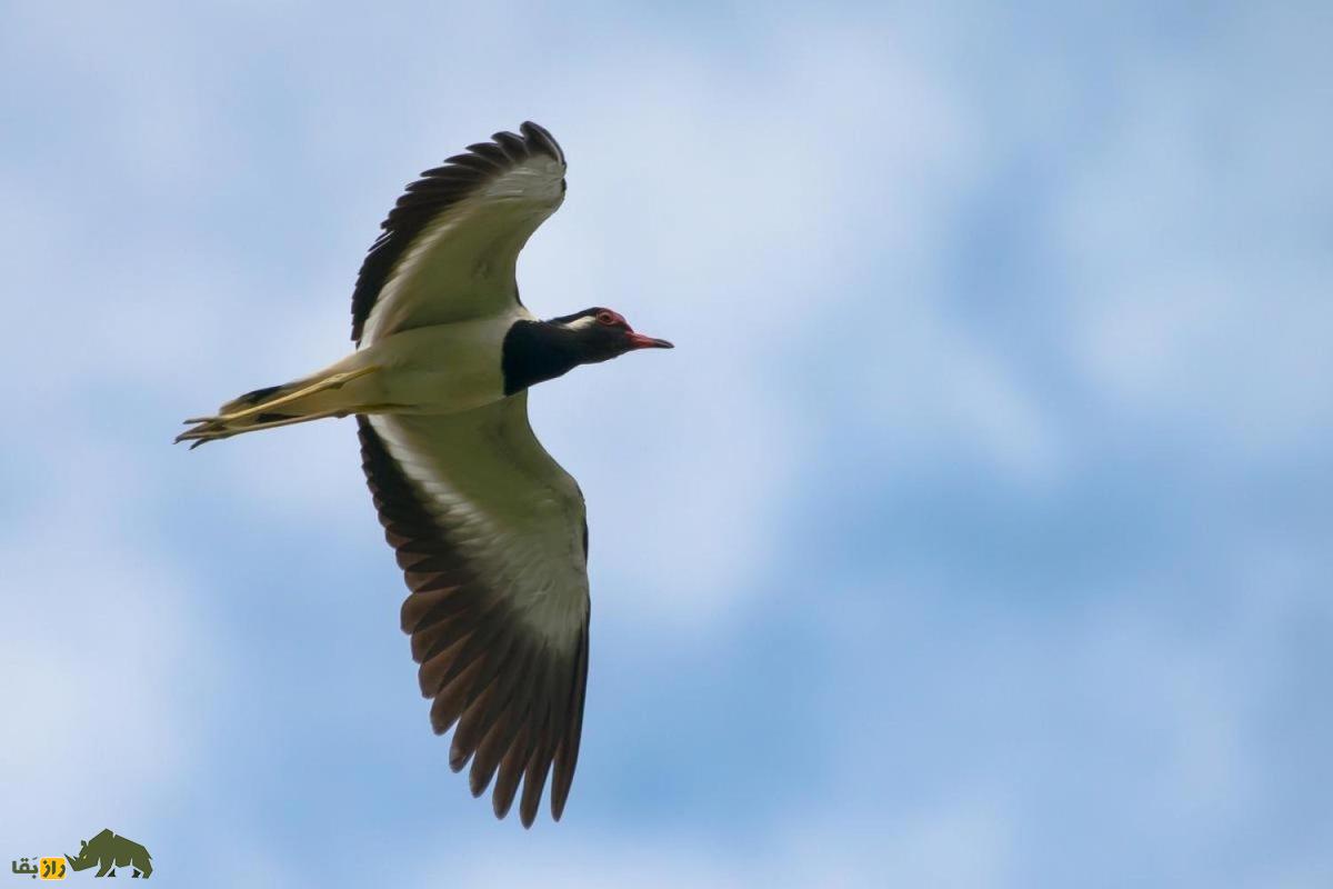 دیدومک یا «دیدبان شب»؛ پرنده‌ای پر سروصدا که در دل شب فریاد می‌زند و در فرهنگ جنوب ایران نماد نحسی است