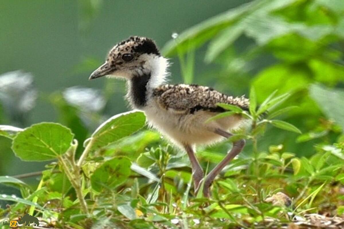 دیدومک یا «دیدبان شب»؛ پرنده‌ای پر سروصدا که در دل شب فریاد می‌زند و در فرهنگ جنوب ایران نماد نحسی است