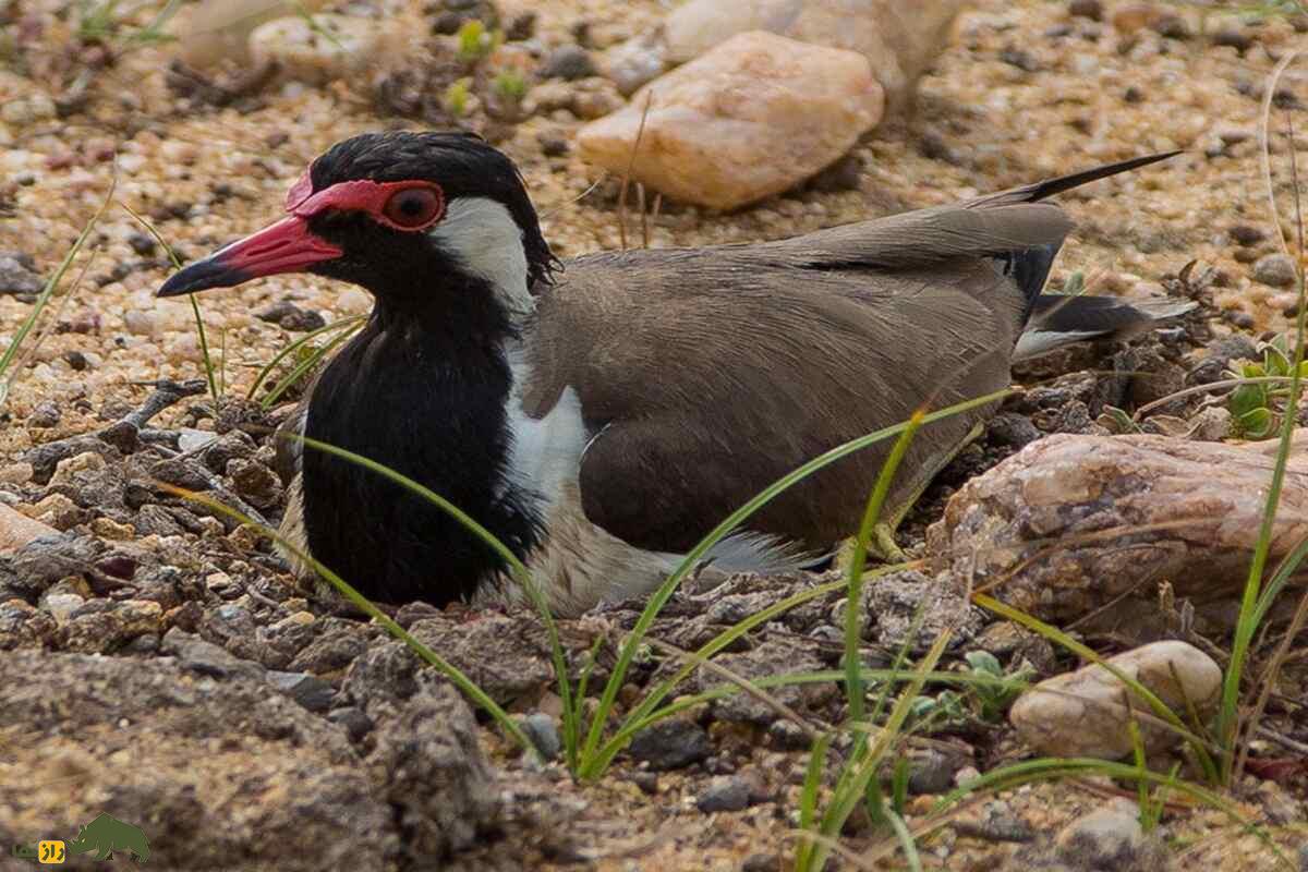 دیدومک یا «دیدبان شب»؛ پرنده‌ای پر سروصدا که در دل شب فریاد می‌زند و در فرهنگ جنوب ایران نماد نحسی است