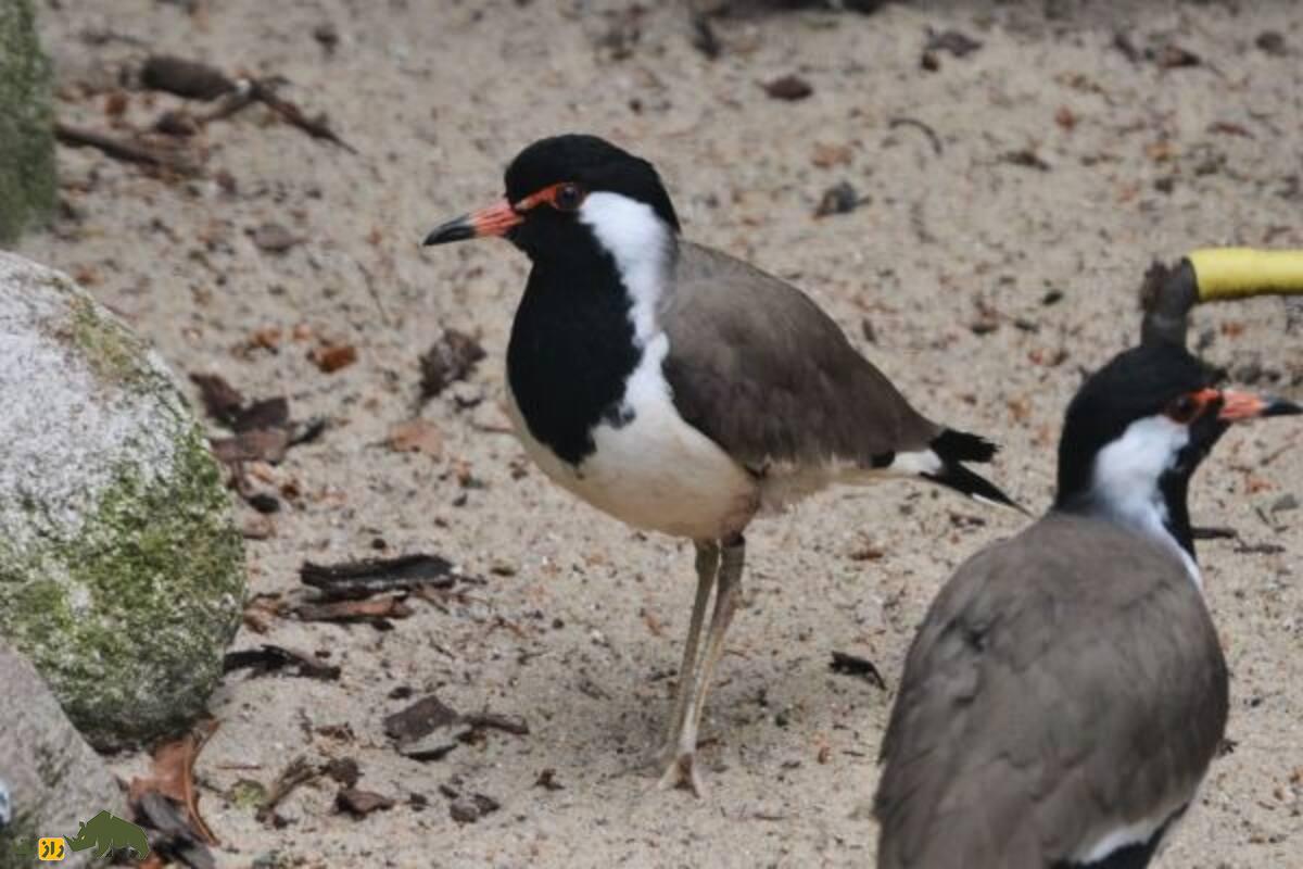 دیدومک یا «دیدبان شب»؛ پرنده‌ای پر سروصدا که در دل شب فریاد می‌زند و در فرهنگ جنوب ایران نماد نحسی است