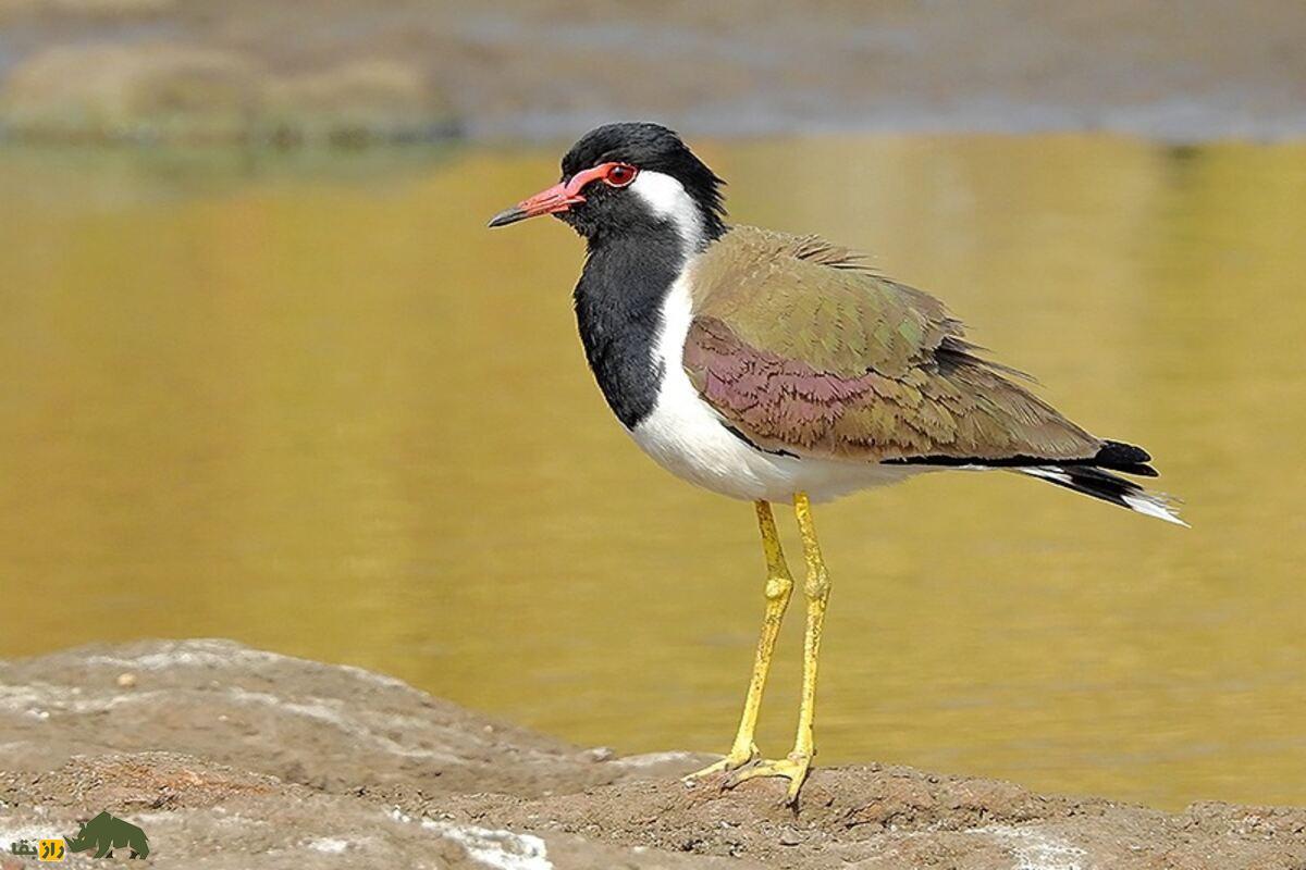 دیدومک یا «دیدبان شب»؛ پرنده‌ای پر سروصدا که در دل شب فریاد می‌زند و در فرهنگ جنوب ایران نماد نحسی است
