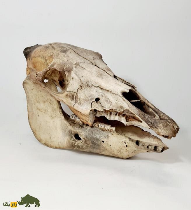 راز جمجمه الاغ در آیین بارانخواهی ایران باستان | نماد مرموز در مراسم باران و دفع خشکسالی جمجمه الاغ