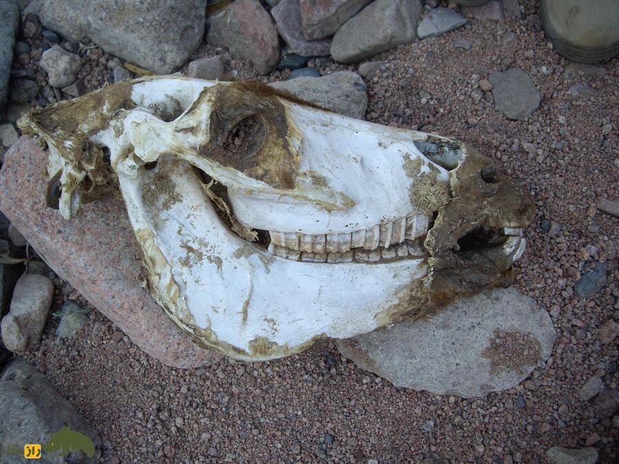 راز جمجمه الاغ در آیین بارانخواهی ایران باستان | نماد مرموز در مراسم باران و دفع خشکسالی جمجمه الاغ