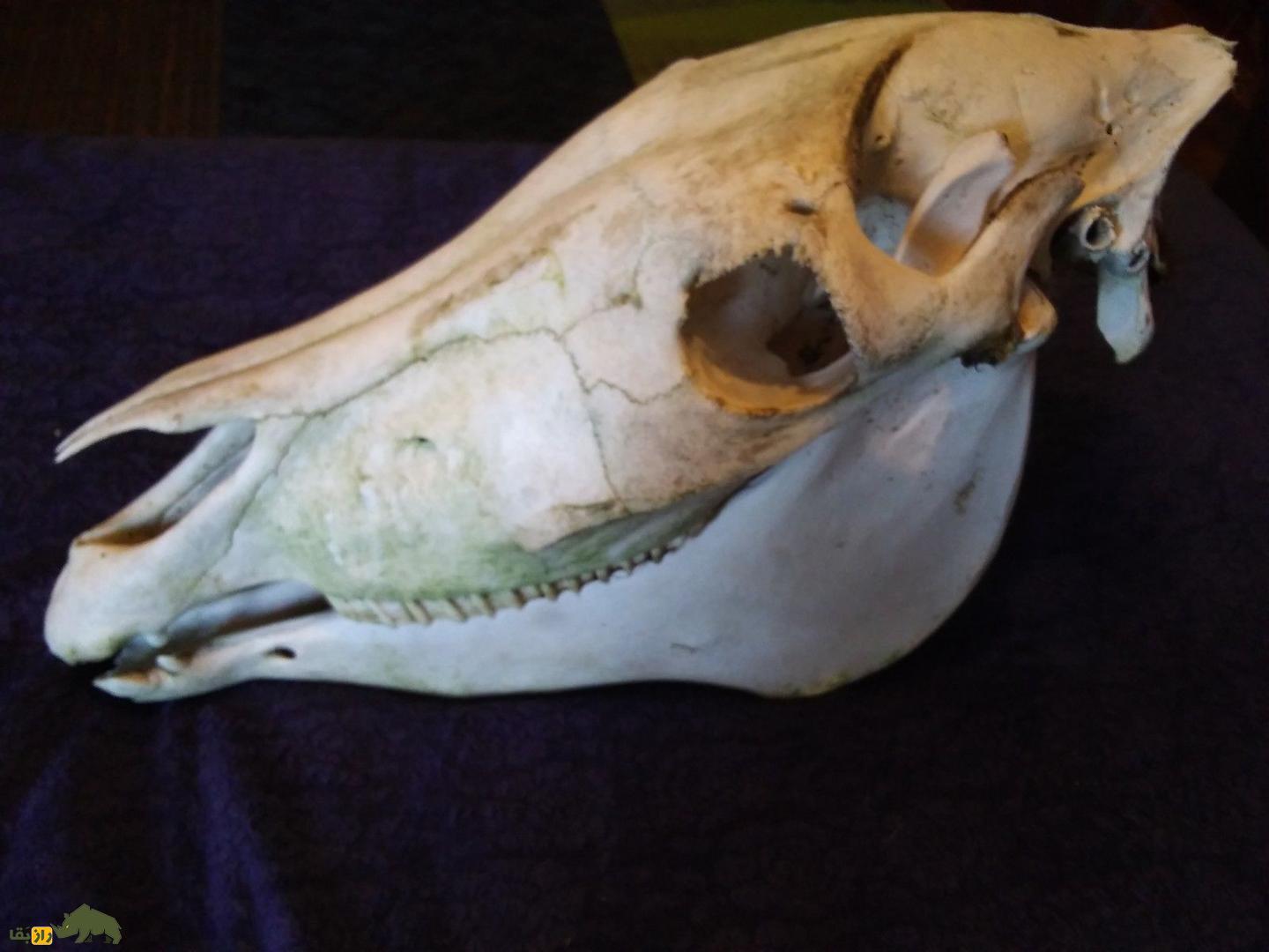 راز جمجمه الاغ در آیین بارانخواهی ایران باستان | نماد مرموز در مراسم باران و دفع خشکسالی جمجمه الاغ