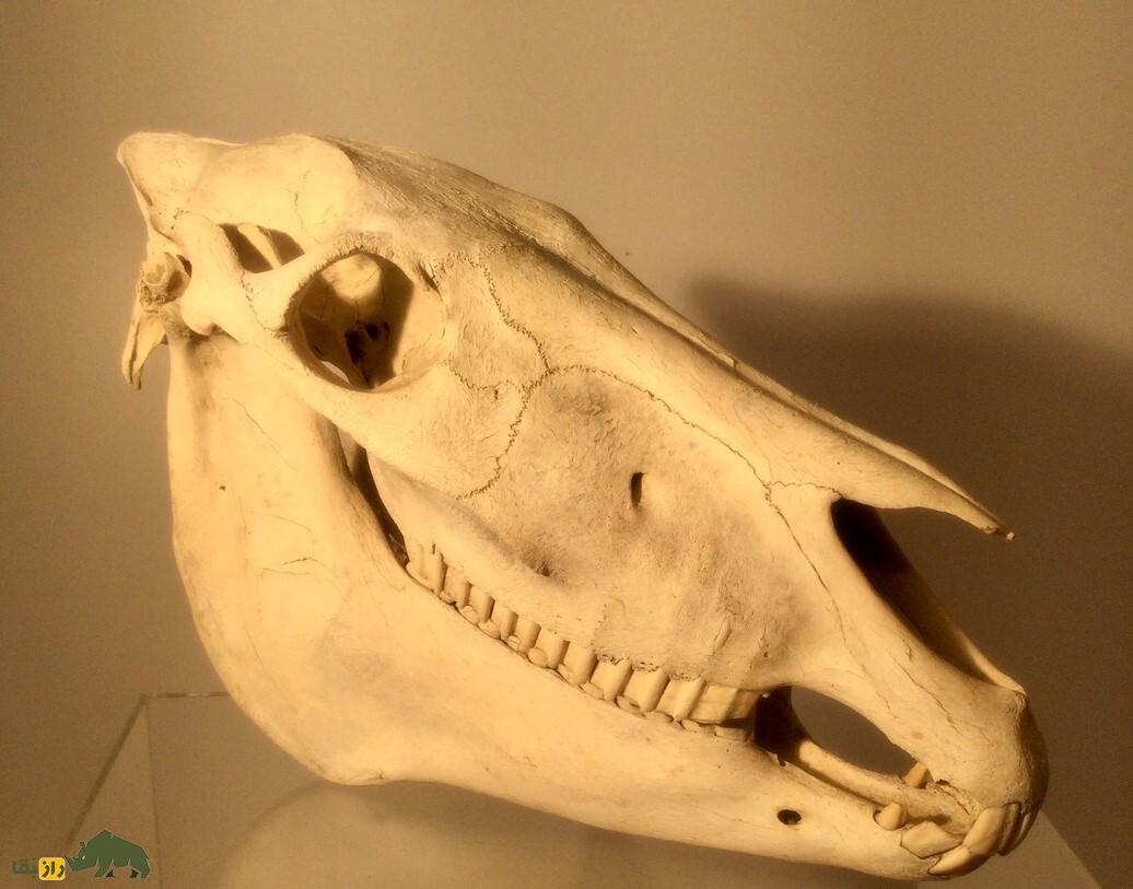 راز جمجمه الاغ در آیین بارانخواهی ایران باستان | نماد مرموز در مراسم باران و دفع خشکسالی جمجمه الاغ