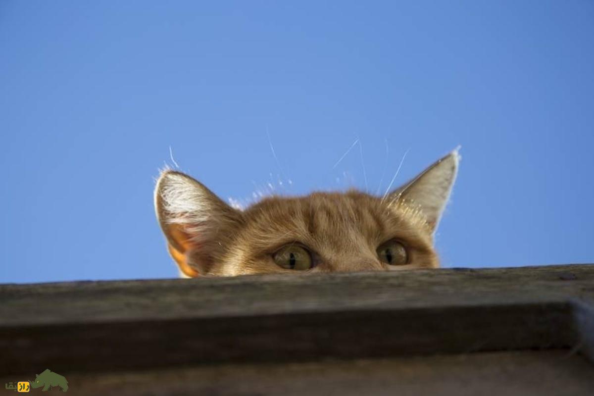 Acoustic Kitty؛ پروژه فوق سری CIA برای جاسوسی با گربههای شنودچی که شکست بزرگ جنگ سرد شد Acoustic Kitty؛ پروژه فوق سری CIA برای جاسوسی با گربههای شنودچی که شکست بزرگ جنگ سرد شد