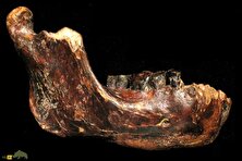 کشف عجیب دانشمندان؛ منشأ دندان‌های انسان از زره ماهی‌های باستانی است!