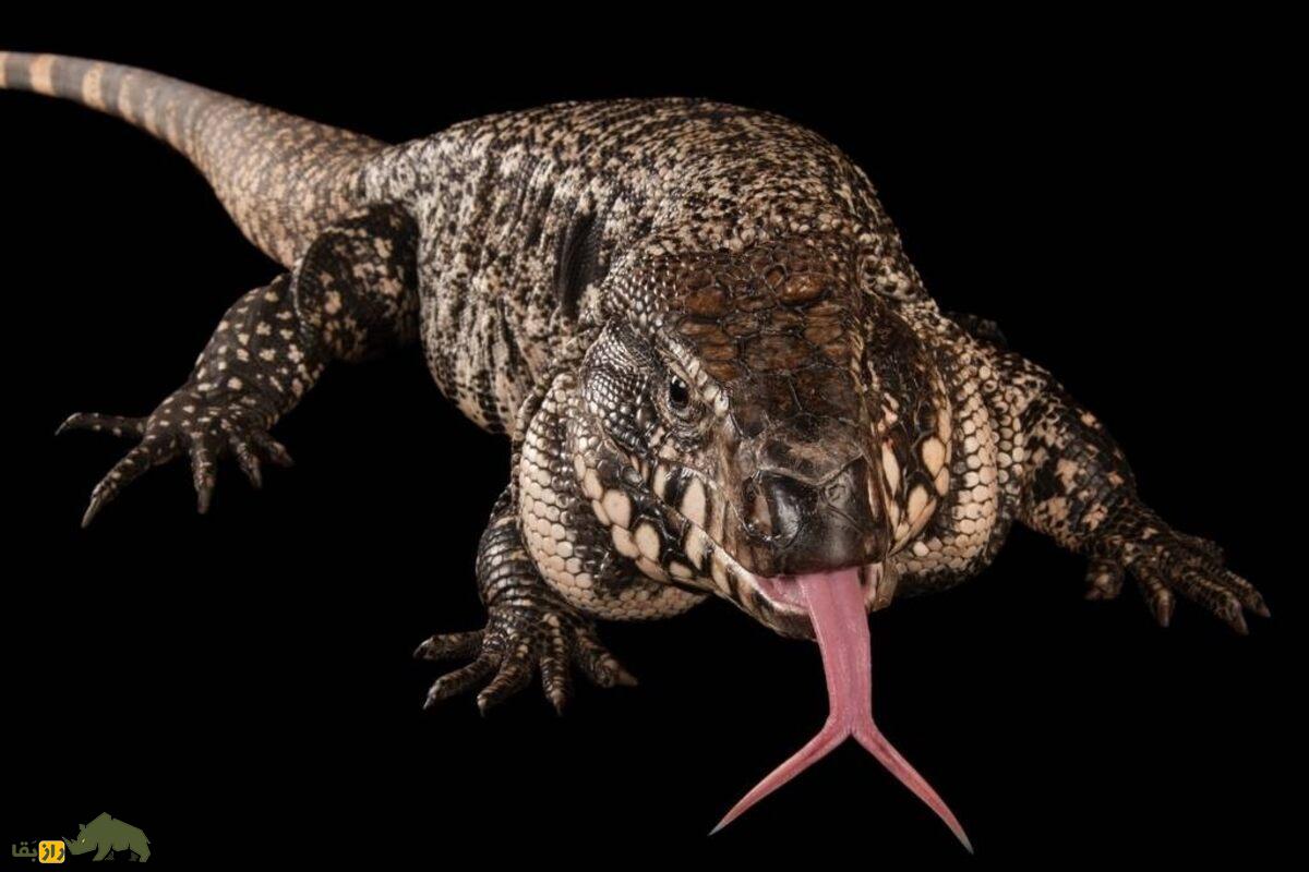 تگو آرژانتینی سیاه و سفید؛ سگ دنیای خزندگان با چهرهای ترسناک که عاشق تعامل با انسان است!