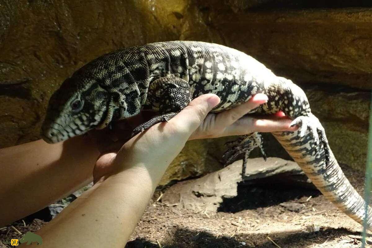 تگو آرژانتینی سیاه و سفید؛ سگ دنیای خزندگان با هوش حیرتانگیز و رفتار بینظیر تگو آرژانتینی سیاه و سفید؛ سگ دنیای خزندگان با هوش حیرتانگیز و رفتار بینظیر