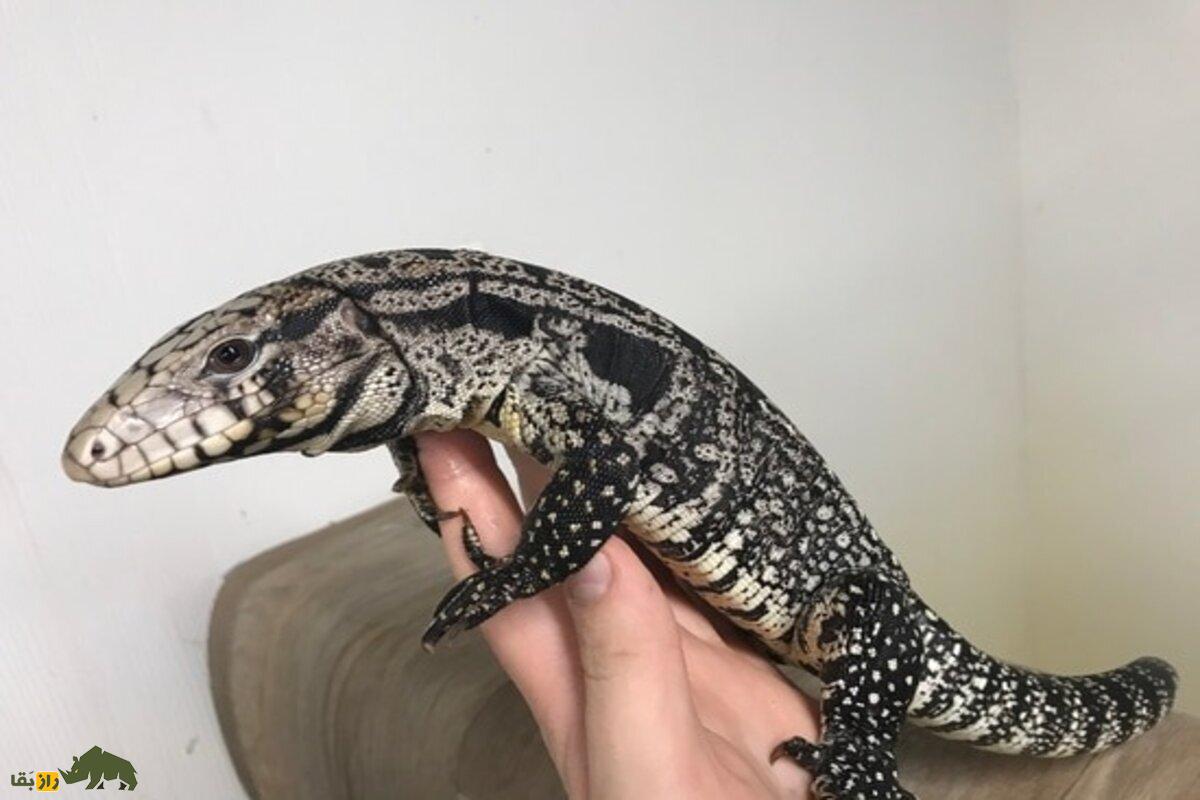 تگو آرژانتینی سیاه و سفید؛ سگ دنیای خزندگان با هوش حیرتانگیز و رفتار بینظیر تگو آرژانتینی سیاه و سفید؛ سگ دنیای خزندگان با هوش حیرتانگیز و رفتار بینظیر