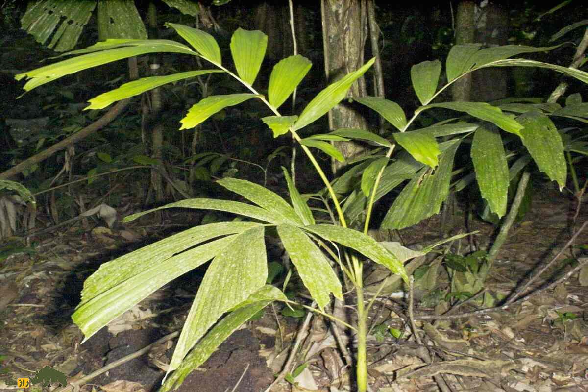 نخل راهرونده؛ کشف راز درختی عجیب در جنگلهای آمازون راه میرود نخل راهرونده؛ کشف راز درختی عجیب در جنگلهای آمازون راه میرود