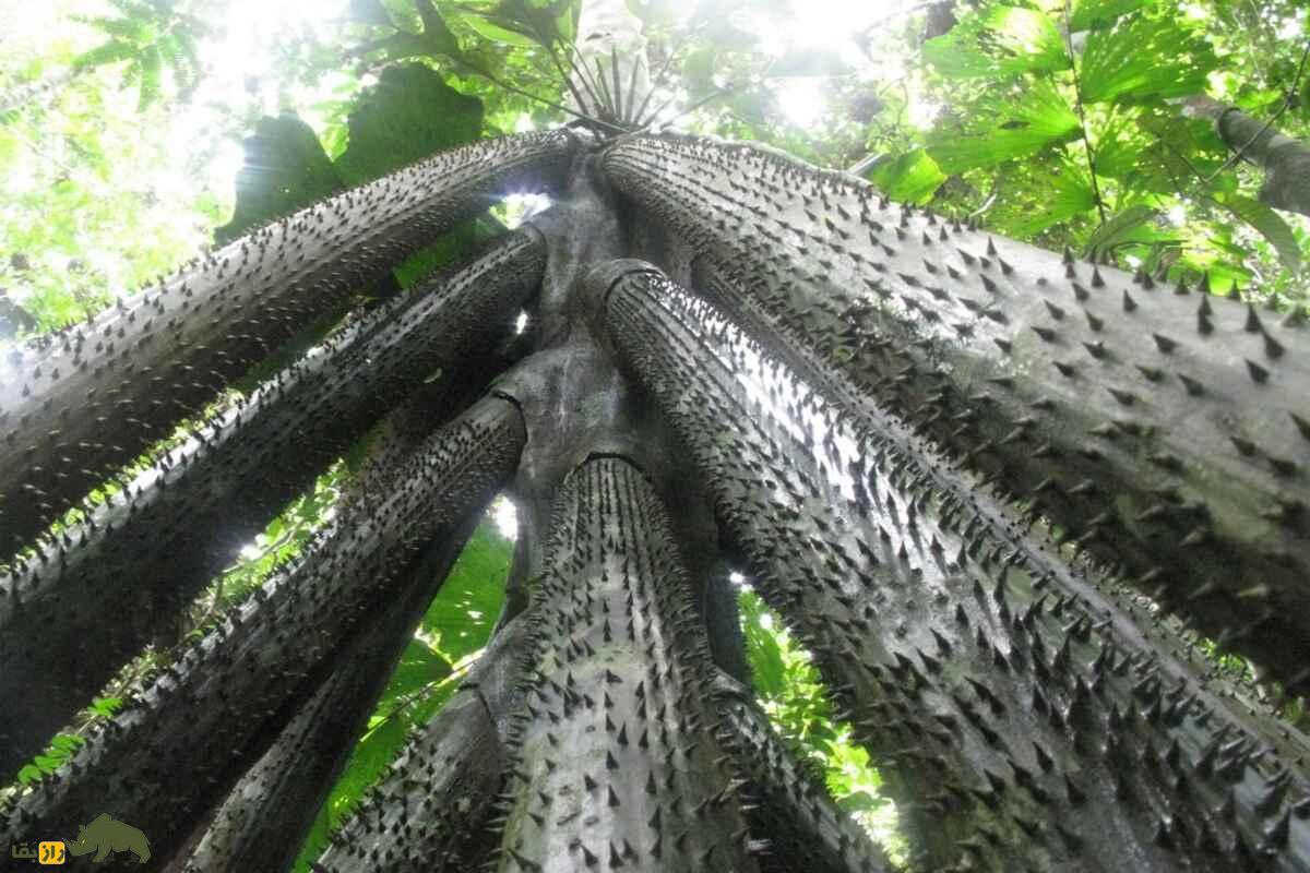 نخل راهرونده؛ کشف راز درختی عجیب در جنگلهای آمازون راه میرود نخل راهرونده؛ کشف راز درختی عجیب در جنگلهای آمازون راه میرود