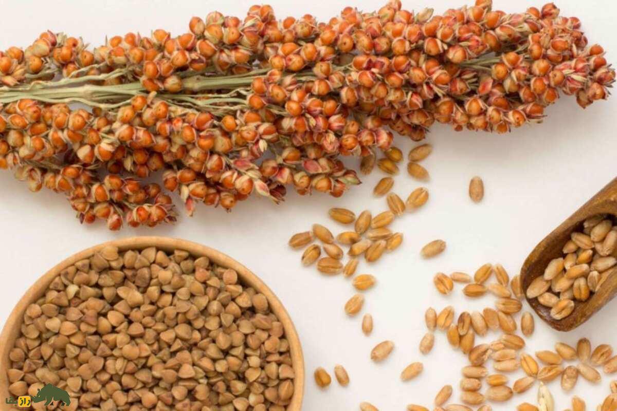 سورگوم؛ غله‌ای تابستانی و کم‌آب از دل خوزستان که جای ذرت را می‌گیرد و سود کشاورز را دوچندان می‌کند
