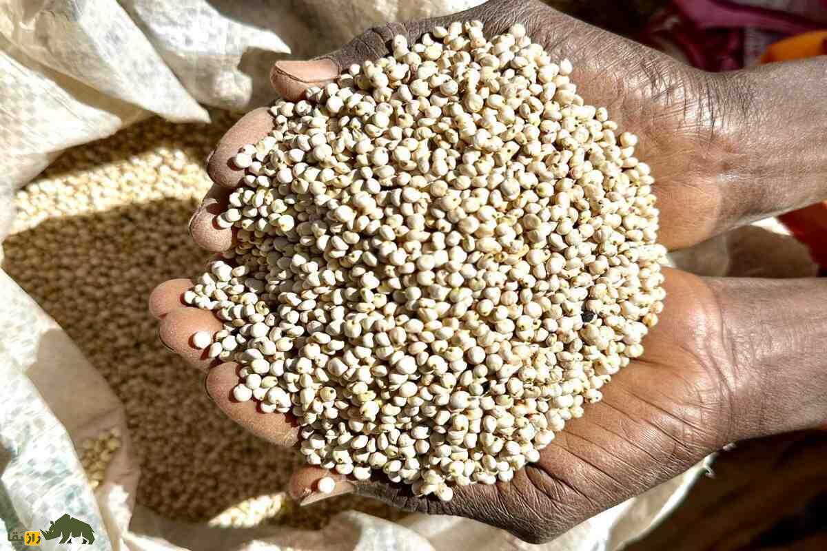 سورگوم؛ غله‌ای تابستانی و کم‌آب از دل خوزستان که جای ذرت را می‌گیرد و سود کشاورز را دوچندان می‌کند