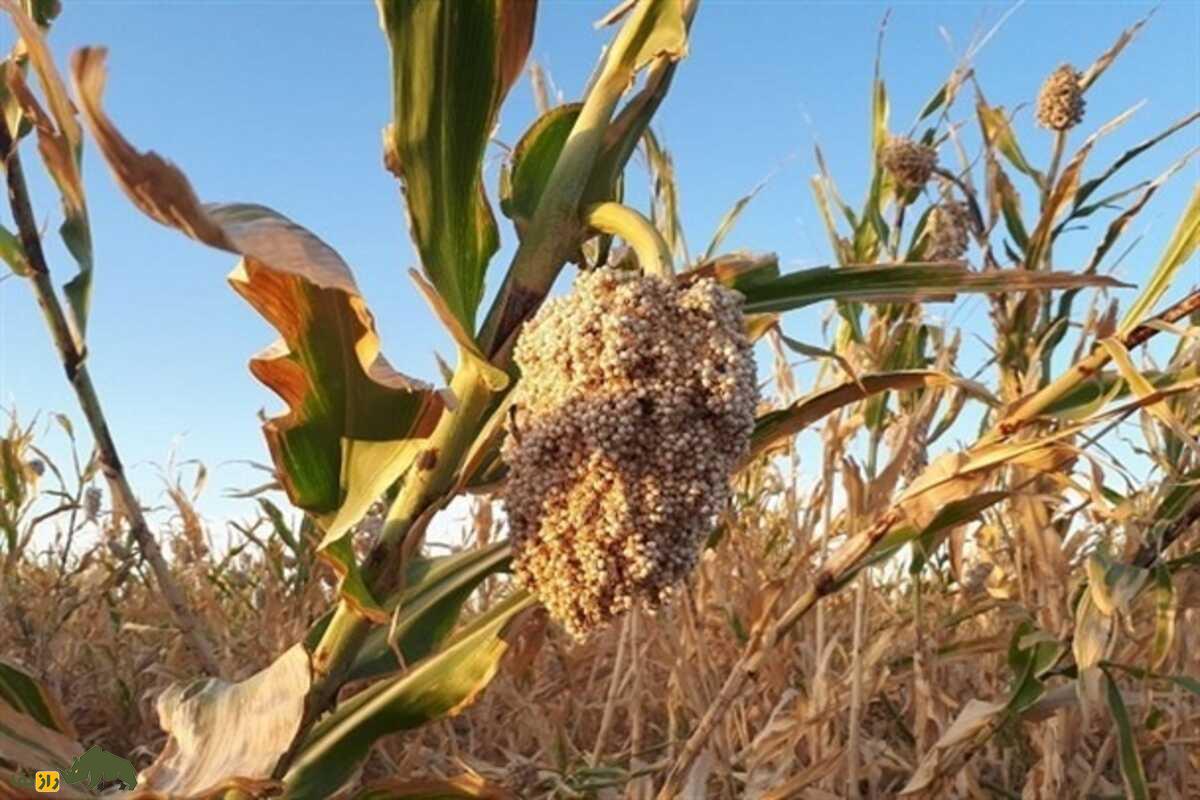 سورگوم؛ غله‌ای تابستانی و کم‌آب از دل خوزستان که جای ذرت را می‌گیرد و سود کشاورز را دوچندان می‌کند