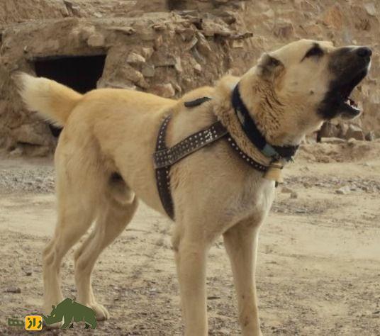 سگ کوچی