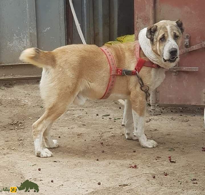 سگ کوچی