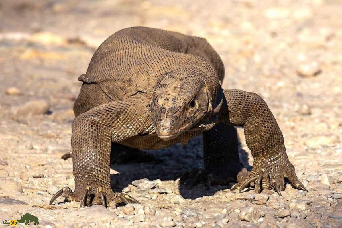بزغاله‌مار، اژد‌های غول‌پیکر و گوشت‌خوار بیابان‌های جنوب ایران که فامیل نزدیک اژد‌های کومودو است
