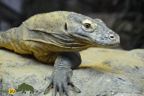 بزمجه یا بزغاله‌مار، اژد‌های بیابان‌های جنوب ایران که فامیل نزدیک اژد‌های کومودو است