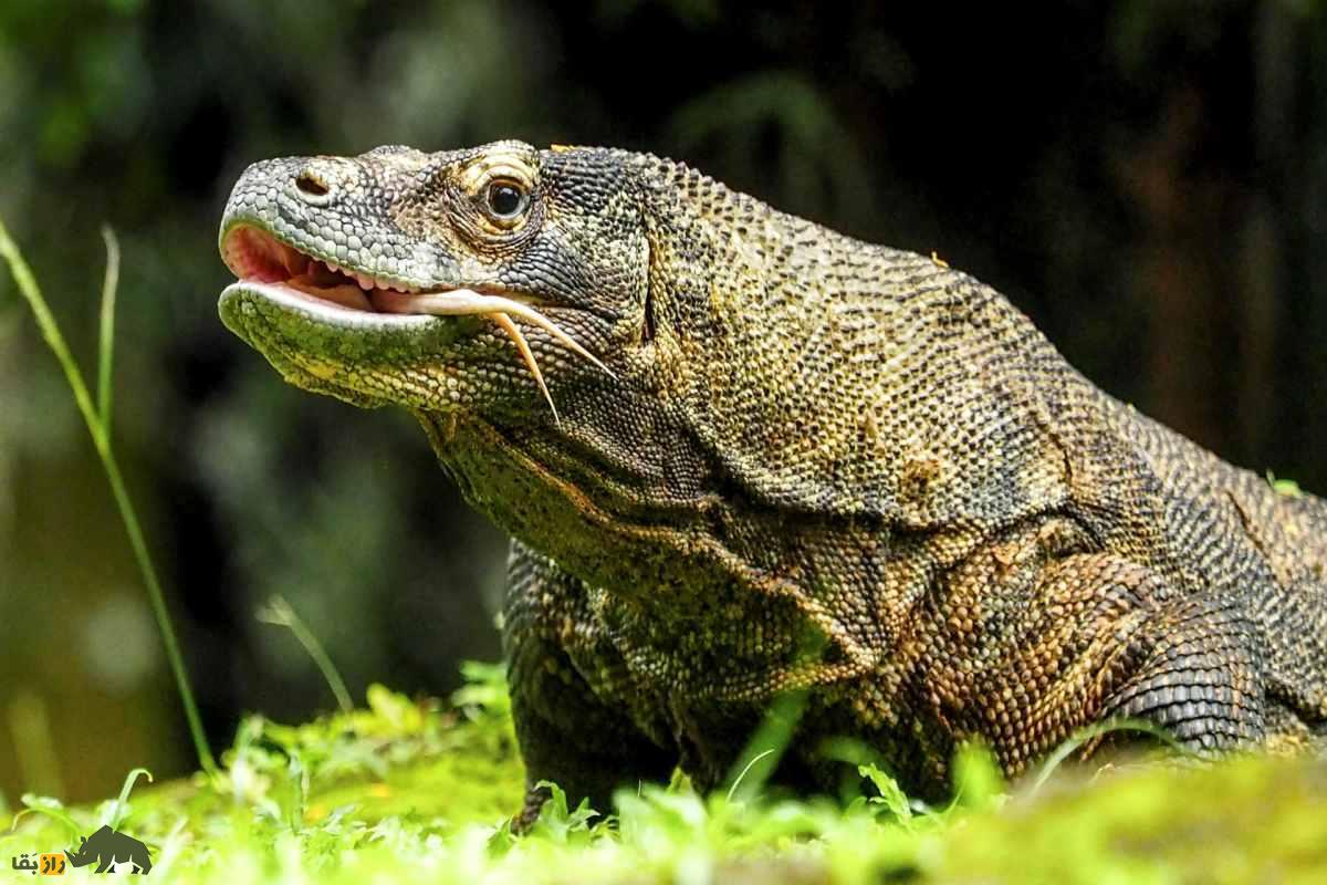 بزمجه یا بزغاله‌مار، اژد‌های بیابان‌های جنوب ایران که فامیل نزدیک اژد‌های کومودو است