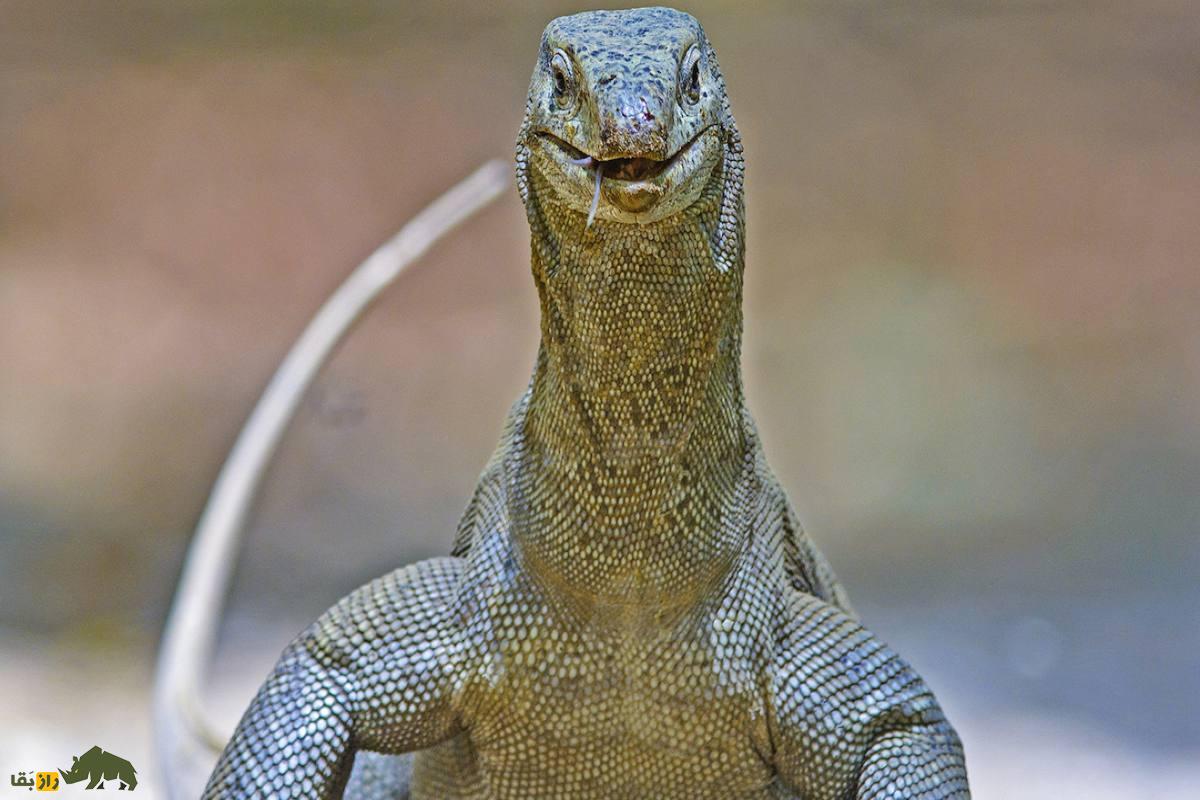بزمجه یا بزغاله‌مار، اژد‌های بیابان‌های جنوب ایران که فامیل نزدیک اژد‌های کومودو است