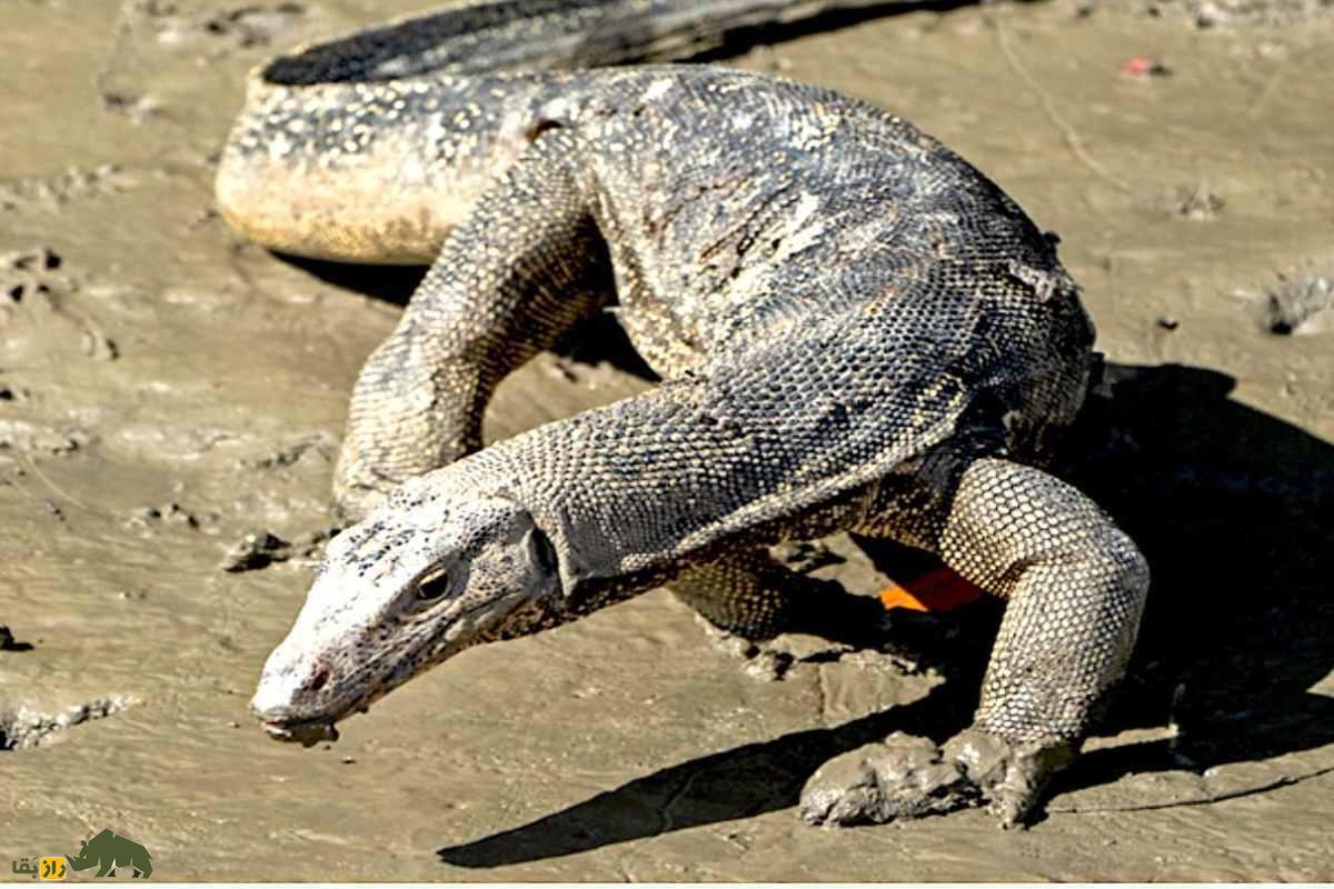 بزمجه یا بزغاله‌مار، اژد‌های بیابان‌های جنوب ایران که فامیل نزدیک اژد‌های کومودو است