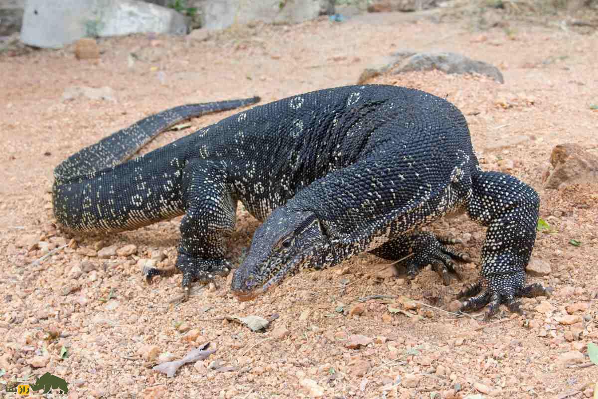 بزمجه یا بزغاله‌مار، اژد‌های بیابان‌های جنوب ایران که فامیل نزدیک اژد‌های کومودو است