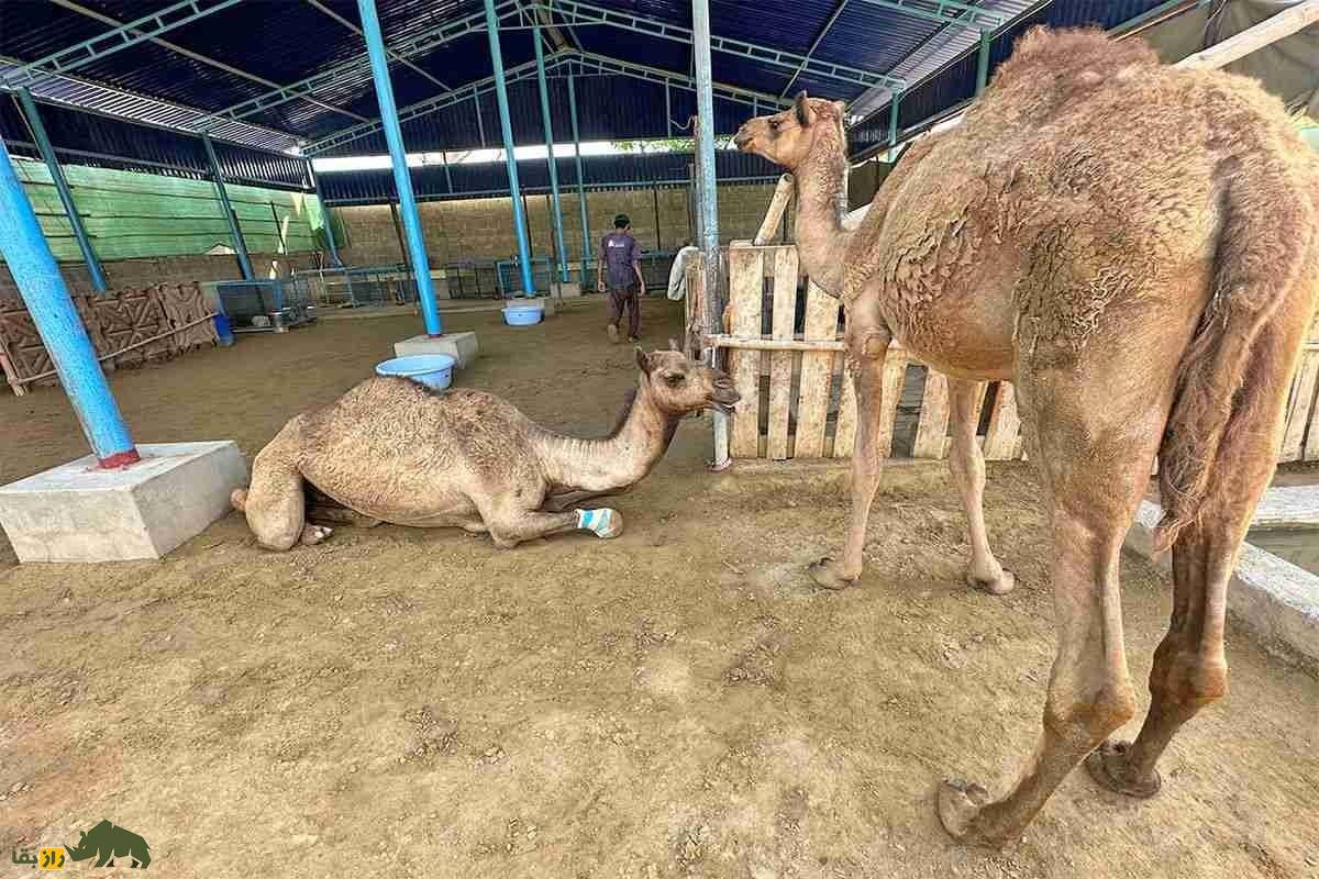 «کمی»؛ ماجرای واقعی نجات شتر پاکستانی با پای مصنوعی «کمی»؛ ماجرای واقعی نجات شتر پاکستانی با پای مصنوعی