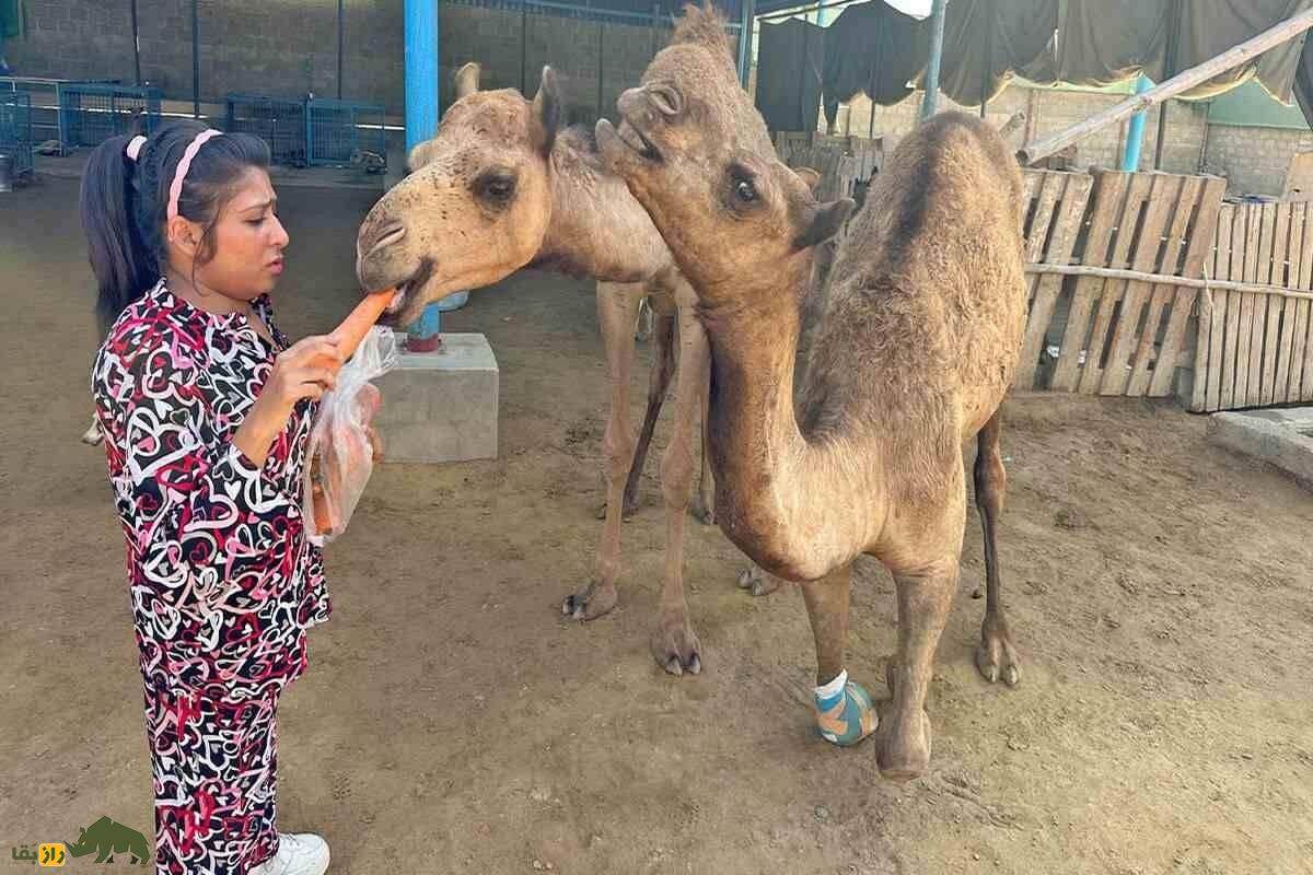 «کمی»؛ ماجرای واقعی نجات شتر پاکستانی با پای مصنوعی «کمی»؛ ماجرای واقعی نجات شتر پاکستانی با پای مصنوعی