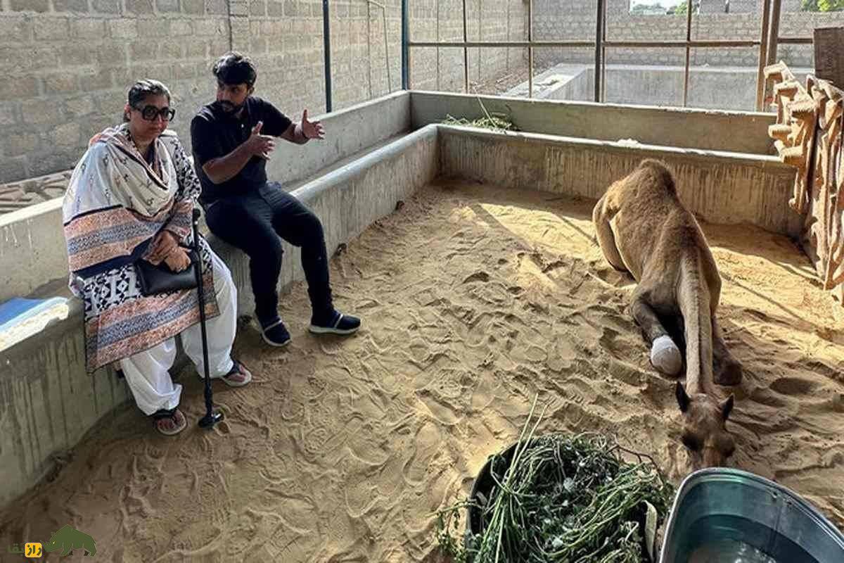 «کمی»؛ ماجرای واقعی نجات شتر پاکستانی با پای مصنوعی «کمی»؛ ماجرای واقعی نجات شتر پاکستانی با پای مصنوعی