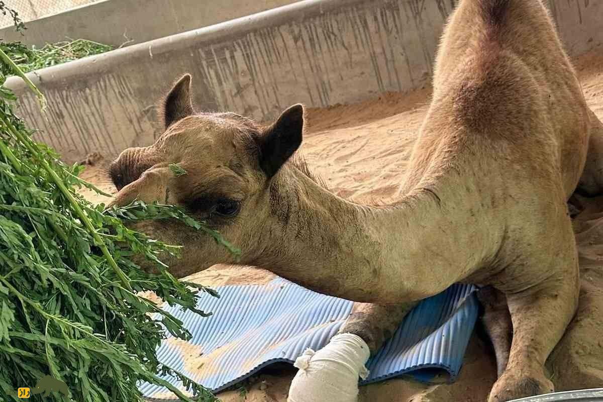«کمی»؛ ماجرای واقعی نجات شتر پاکستانی با پای مصنوعی «کمی»؛ ماجرای واقعی نجات شتر پاکستانی با پای مصنوعی