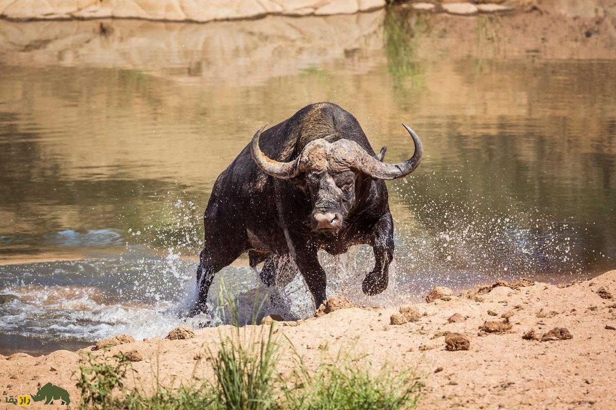 بوفالوی آفریقایی