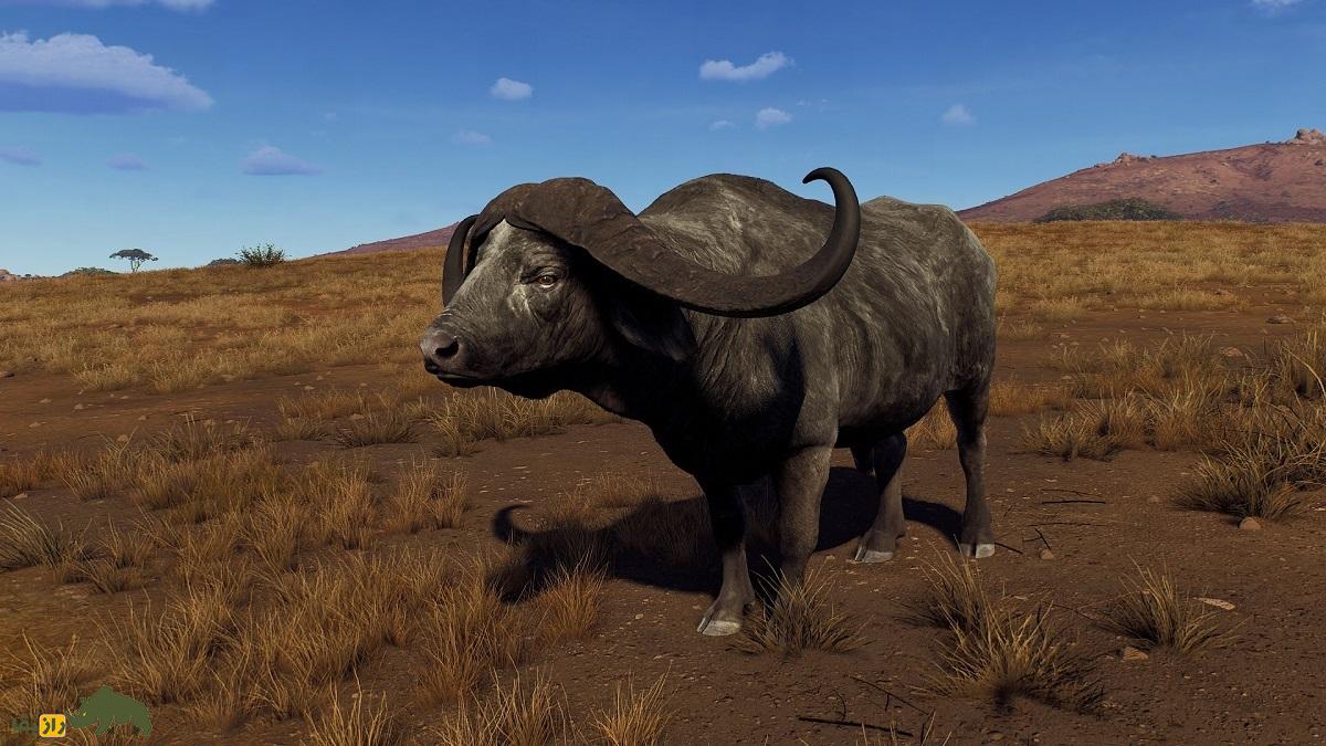 بوفالوی آفریقایی