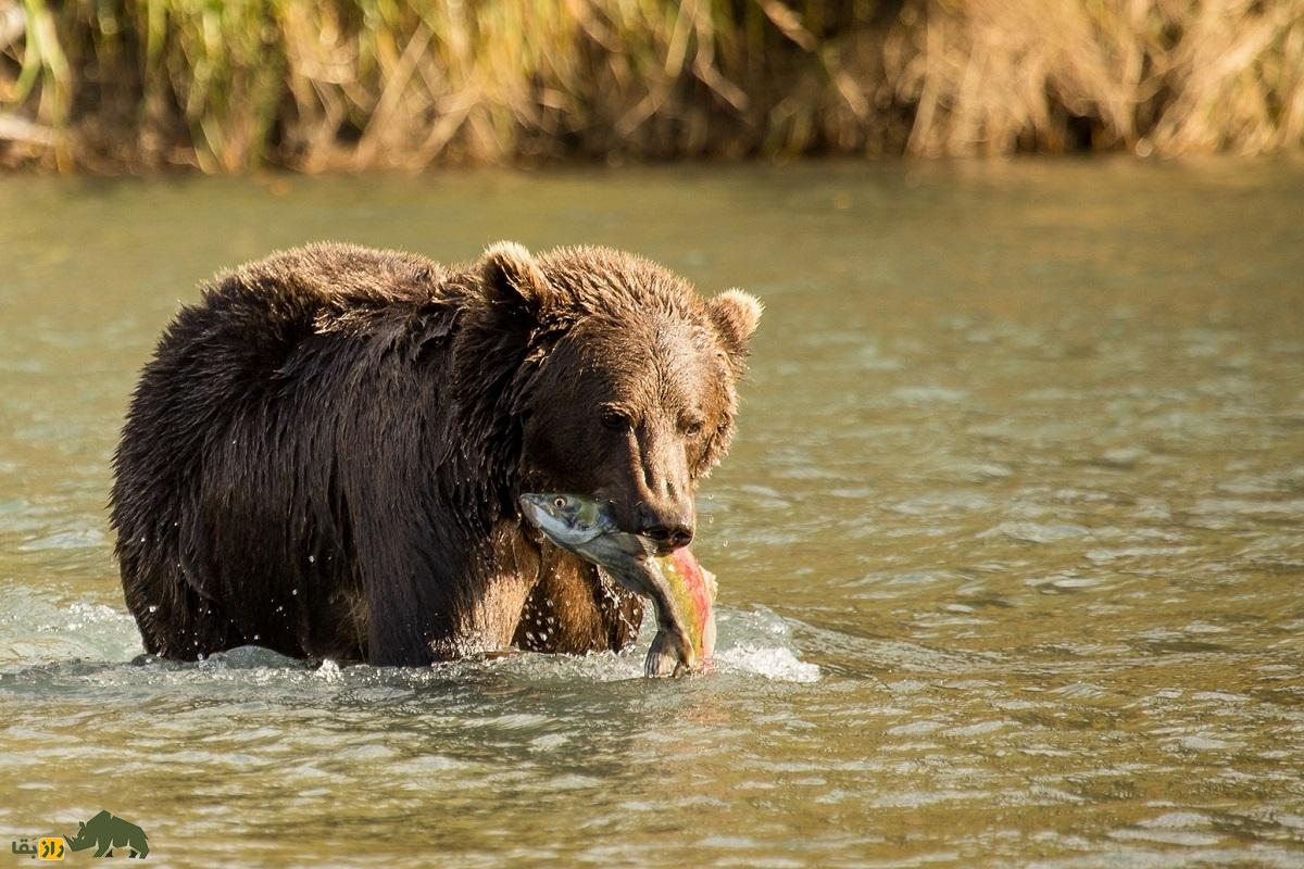 خرس قهوه‌ای