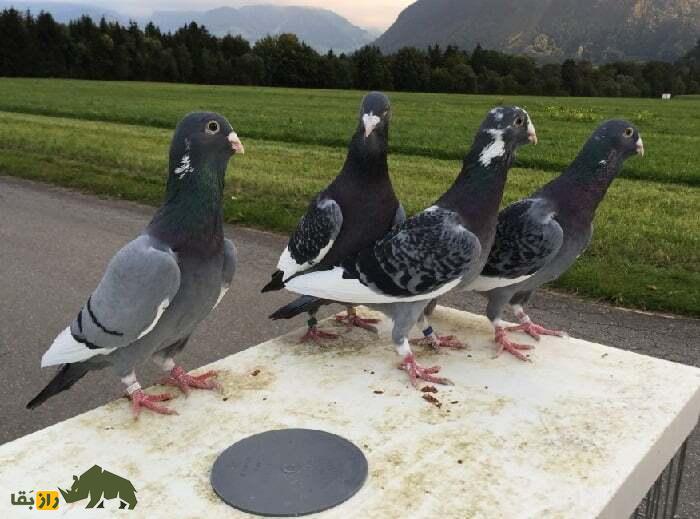 کبوتر آدانا