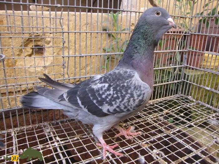 کبوتر آدانا