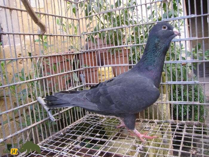 کبوتر آدانا؛ کبوتری بسیار زیبا از ترکیه با چین زیر گلو که در ایران طرفداران بسیار زیادی دارد